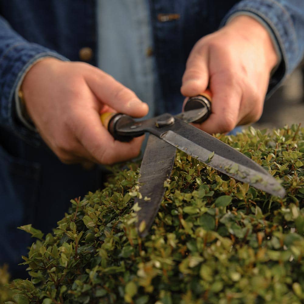 Close up of clipping tool