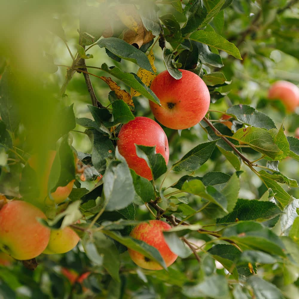 Bignose & Beardy Apples